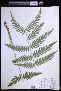 Dryopteris celsa image