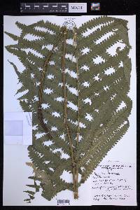 Reholttumia truncata image