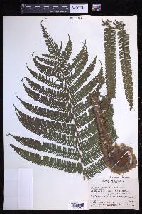 Steiropteris decussata image