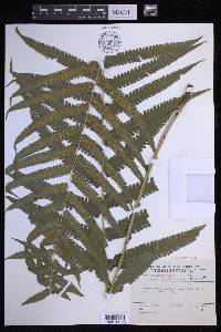 Reholttumia truncata image