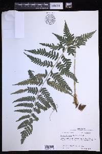 Dryopteris celsa image