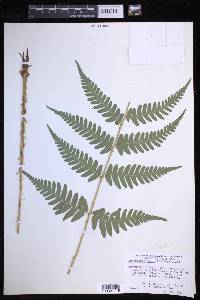 Dryopteris celsa image