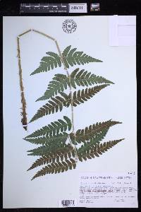 Dryopteris clintoniana image