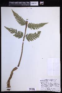 Dryopteris celsa image