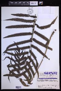 Sphaerostephanos productus image