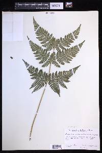 Dryopteris campyloptera image