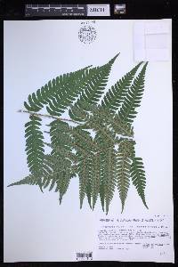 Dryopteris celsa image