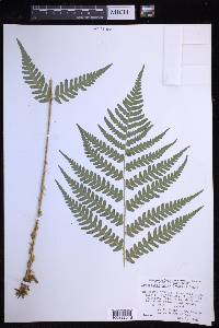 Dryopteris celsa image