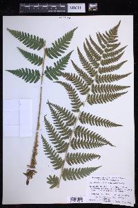 Dryopteris celsa image