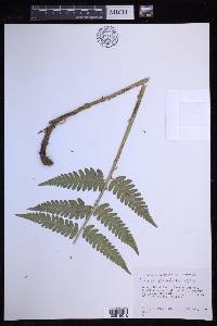 Dryopteris celsa image