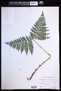 Dryopteris campyloptera image