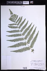 Dryopteris celsa image