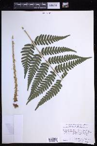 Dryopteris celsa image