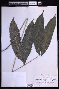 Goniopteris poiteana image