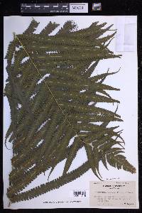 Reholttumia truncata image