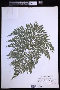 Dryopteris campyloptera image