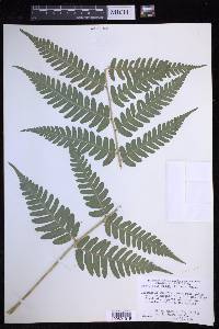 Dryopteris celsa image