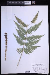 Dryopteris celsa image