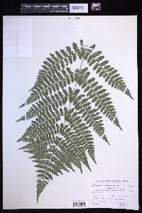 Dryopteris campyloptera image