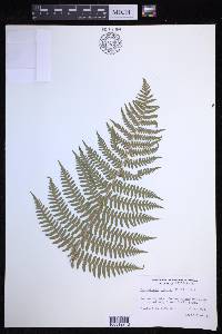 Dryopteris arguta image