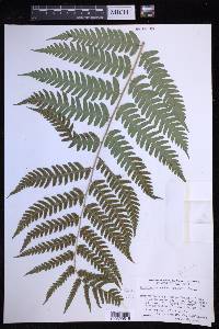 Dryopteris celsa image