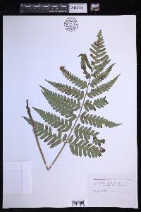 Dryopteris celsa image