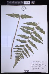 Dryopteris celsa image