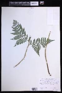 Dryopteris campyloptera image