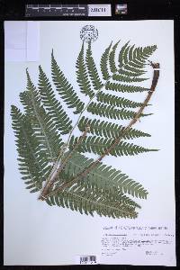 Dryopteris celsa image