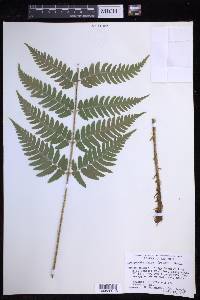 Dryopteris celsa image