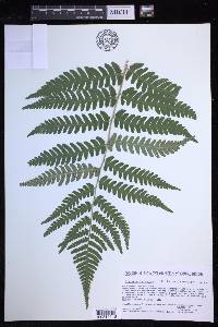 Dryopteris celsa image