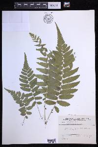 Reholttumia truncata image