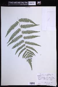 Dryopteris celsa image