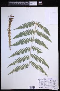 Dryopteris celsa image