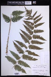 Dryopteris celsa image