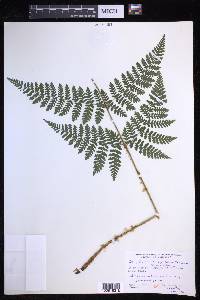 Dryopteris campyloptera image