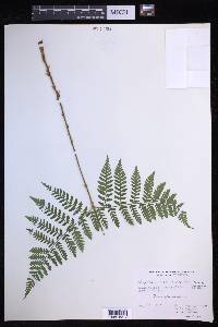 Dryopteris campyloptera image