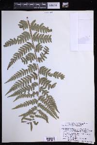 Dryopteris celsa image