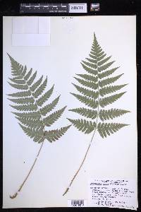 Dryopteris celsa image