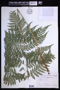 Dryopteris campyloptera image