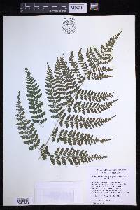 Dryopteris campyloptera image