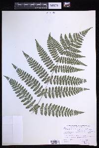 Dryopteris campyloptera image