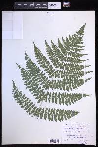 Dryopteris campyloptera image