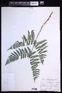 Dryopteris campyloptera image