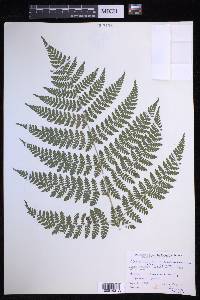 Dryopteris campyloptera image