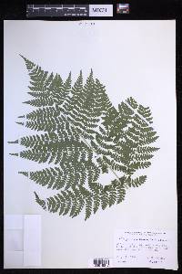 Dryopteris campyloptera image