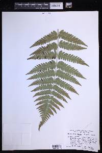 Dryopteris celsa image