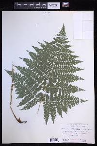 Dryopteris campyloptera image