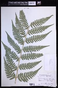 Dryopteris celsa image