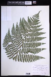 Dryopteris campyloptera image